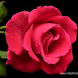 Meet your Posher, Antee